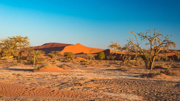 The scenic Sossusvlei and Deadvlei, clay and salt pan with braided Acacia trees surrounded by majestic sand dunes. Namib Naukluft National Park, main visitor attraction and travel destination in Namib — Stock Photo, Image