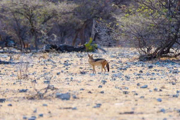 Spotted hiena stojący w buszu, o wschodzie słońca. Wildlife Safari w parku narodowym Krugera, głównym podróż przeznaczenia w Republice Południowej Afryki. — Zdjęcie stockowe