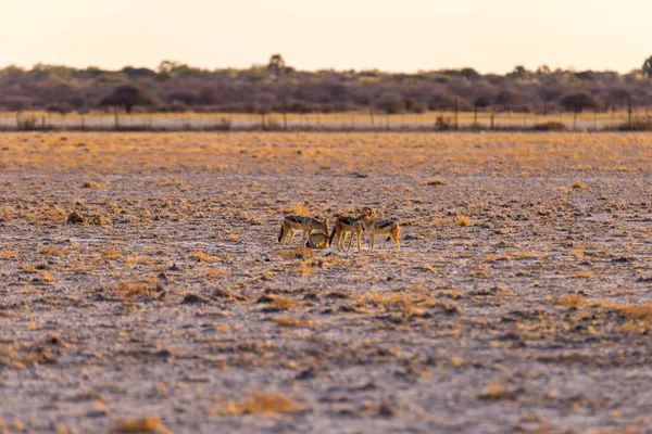 Manchado de hiena de pie en el arbusto al amanecer. Safari de Vida Silvestre en el Parque Nacional Kruger, el principal destino turístico de Sudáfrica . — Foto de Stock