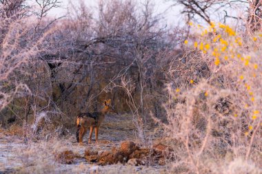 Sırtlan ayakta ormanda güneş doğarken bulmuş. Yaban hayatı Safari Kruger National Park, ana hedef Güney Afrika seyahat.
