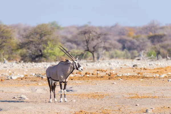 Oryx de pie en el colorido paisaje del majestuoso Parque Nacional Etosha, el mejor destino de viaje en Namibia, África . —  Fotos de Stock