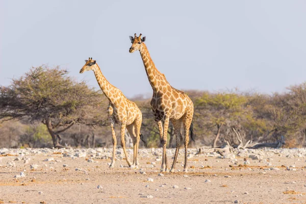 Çöl pan, gün ışığından yararlanma ormanda yürüyüş zürafa birkaç. Yaban hayatı Safari etkin Milli Parkı'nda, ana hedef Namibya, Afrika seyahat.