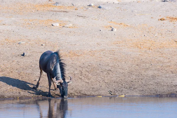 Blue Wildebeest kneeling and drinking from waterhole in daylight. Wildlife Safari in Etosha National Park, the main travel destination in Namibia, Africa. — Stock Photo, Image