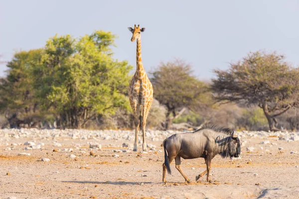 Giraffa e Blue Wildebeest camminano tra i cespugli. Safari naturalistico nel Parco Nazionale di Etosha, famosa destinazione turistica in Namibia, Africa . — Foto Stock