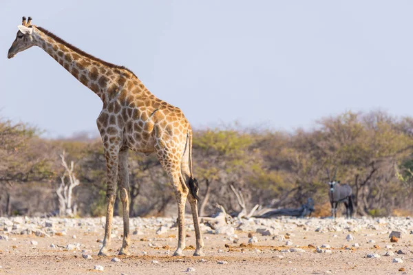 Giraffa e Orice che camminano nel cespuglio. Safari naturalistico nel Parco Nazionale di Etosha, famosa destinazione turistica in Namibia, Africa . — Foto Stock