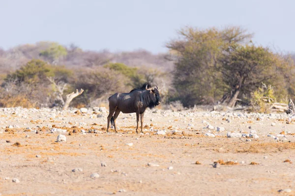 Blue Wildebeest a andar no mato. Safari de vida selvagem no Parque Nacional de Etosha, famoso destino de viagem na Namíbia, África . — Fotografia de Stock