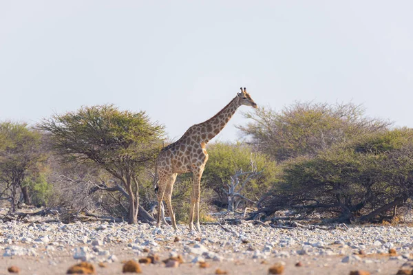 Jirafa caminando en el arbusto en la sartén del desierto. Safari de Vida Silvestre en el Parque Nacional Etosha, el principal destino turístico en Namibia, África. Vista del perfil . — Foto de Stock