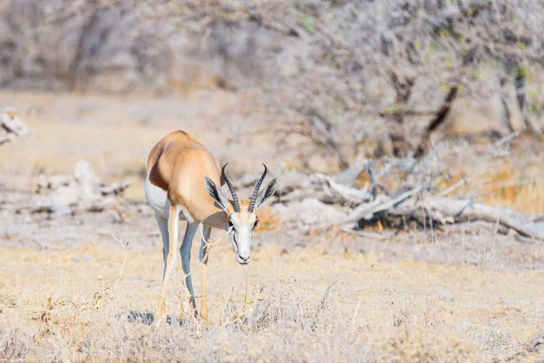 Springbok wypas w buszu. Wildlife Safari w Etosha National Park, słynnej podróży przeznaczenia w Namibia, Afryka. — Zdjęcie stockowe