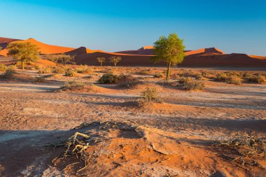 Doğal Sossusvlei ve Deadvlei, kil ve görkemli kum tepeleri tarafından çevrili örgülü akasya ağaçları ile tuz pan. Namib Naukluft Milli Parkı, ana ziyaretçi cazibe ve Namib seyahat hedef