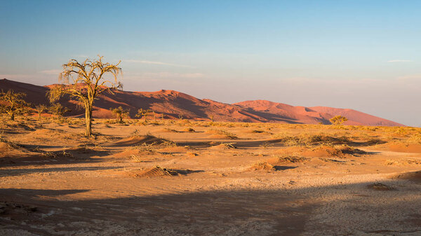 The scenic Sossusvlei and Deadvlei, clay and salt pan with braided Acacia trees surrounded by majestic sand dunes. Namib Naukluft National Park, main visitor attraction and travel destination in Namib