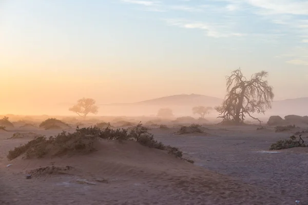 El desierto de Namib, viaje por carretera en el maravilloso Parque Nacional de Namib Naukluft, destino de viaje en Namibia, África. Árbol de Acacia trenzado y dunas de arena roja. Luz de la mañana, niebla y niebla . — Foto de Stock