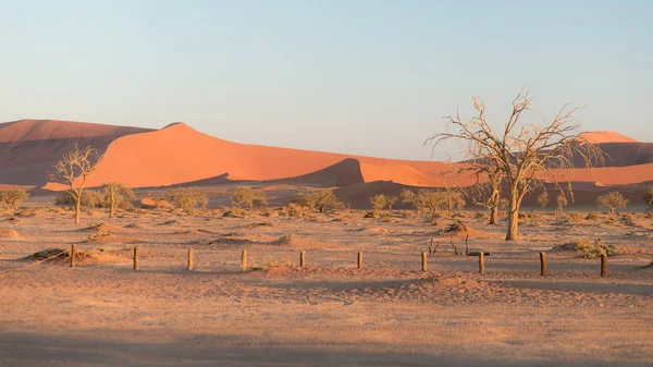 风景秀丽的索苏斯和 Deadvlei、 粘土和盐田与雄伟沙丘环抱的编织相思树。纳米布诺克国家公园、 主要旅游景点和旅游目的地的纳米布 — 图库照片
