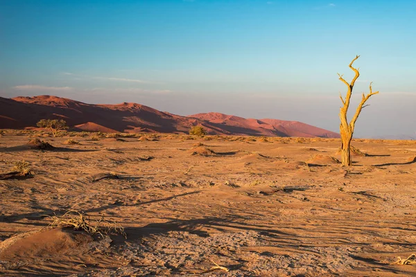 風光明媚なソーサス フライ、Deadvlei、粘土と雄大な砂丘に囲まれた編組のアカシアの木が付いている塩鍋。ナミブ国立ウクルフトパ、主な観光スポット、ナミブで旅行先 — ストック写真