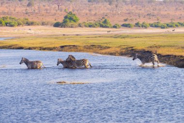 Zebralar Chobe nehir geçiş. Sıcak günbatımı ışığı parlıyor. Yaban hayatı Safari Afrika Milli Parklar ve yaban hayatı rezervleri.