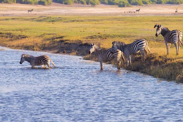 Zebry skrzyżowania rzeki Chobe. Świecące ciepłe światło zachód słońca. Wildlife Safari w afrykańskich parków narodowych i rezerwatów przyrody. — Zdjęcie stockowe