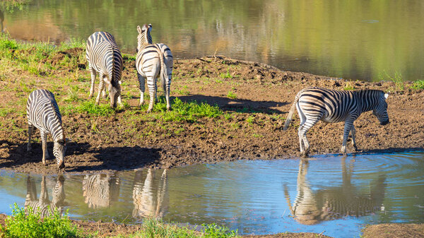 Herd of Zebras drinking from Shingwedzi river in the Kruger National Park, major travel destination in South Africa