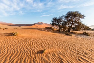 Doğal Sossusvlei ve Deadvlei, kil ve görkemli kum tepeleri tarafından çevrili örgülü akasya ağaçları ile tuz pan. Namib Naukluft Milli Parkı, ana ziyaretçi cazibe ve Namib seyahat hedef