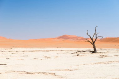 Doğal Sossusvlei ve Deadvlei, kil ve görkemli kum tepeleri tarafından çevrili örgülü akasya ağaçları ile tuz pan. Namib Naukluft Milli Parkı, ana ziyaretçi cazibe ve Namib seyahat hedef