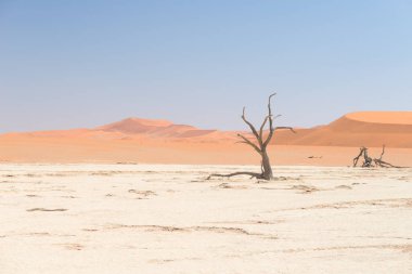 Doğal Sossusvlei ve Deadvlei, kil ve görkemli kum tepeleri tarafından çevrili örgülü akasya ağaçları ile tuz pan. Namib Naukluft Milli Parkı, ana ziyaretçi cazibe ve Namib seyahat hedef