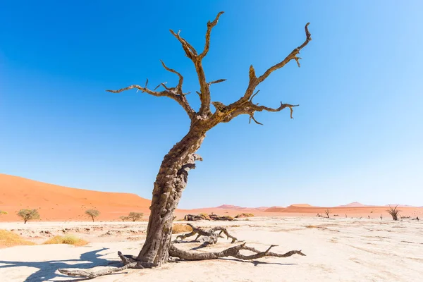 Doğal Sossusvlei ve Deadvlei, kil ve görkemli kum tepeleri tarafından çevrili örgülü akasya ağaçları ile tuz pan. Namib Naukluft Milli Parkı, ana ziyaretçi cazibe ve Namib seyahat hedef — Stok fotoğraf