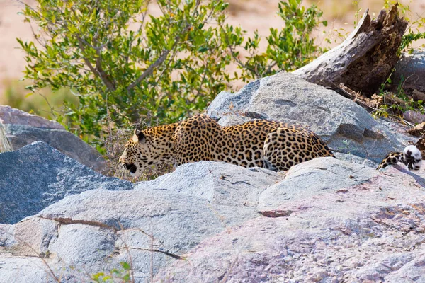 Big Leopard in attacking position ready for an ambush between the rocks and bush. Kruger National Park, South Africa. Close up.