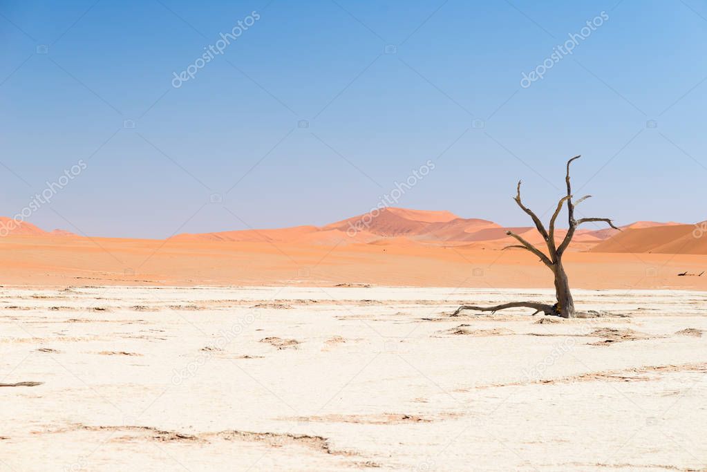 The scenic Sossusvlei and Deadvlei, clay and salt pan with braided Acacia trees surrounded by majestic sand dunes. Namib Naukluft National Park, main visitor attraction and travel destination in Namib