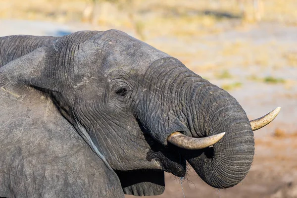 Zamknij się i portret młodego słonia afrykańskiego picia z waterhole. Wildlife Safari w parku narodowym Chobe, podróż przeznaczenia w Botswanie, Afryka. — Zdjęcie stockowe