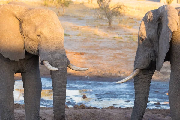 Un par de elefantes africanos adultos enfrentándose en el abrevadero. Safari de Vida Silvestre en el Parque Nacional Chobe, destino de viaje en Botswana, África . — Foto de Stock