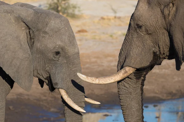 Un par de elefantes africanos, jóvenes y adultos, en el abrevadero. Safari de Vida Silvestre en el Parque Nacional Chobe, destino de viaje en Botswana, África . — Foto de Stock