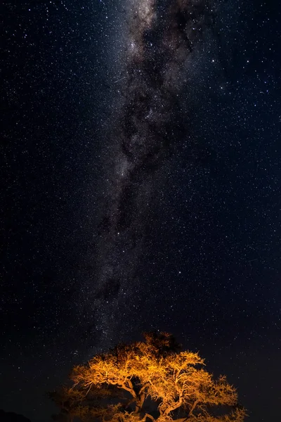 Έναστρο ουρανό και Milky Way τόξου, με λεπτομέρειες από φωτεινά πολύχρωμα πυρήνα του, συλλαμβάνεται από πράσινη όαση στην έρημο Namib, Ναμίμπια, Αφρική. Περιπέτειες στην άγρια φύση. — Φωτογραφία Αρχείου