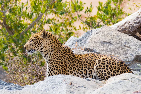 Büyük leopar saldıran konumunda kayalar ile Bush'un pusu kurmak için hazır. Kruger National Park, Güney Afrika. Yakın çekim. — Stok fotoğraf