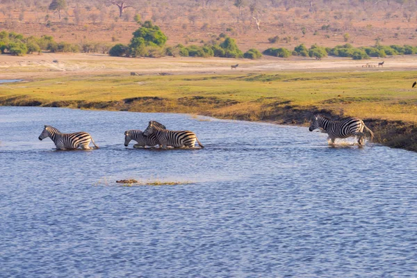Zèbres traversant la rivière Chobe. Lumière chaude du coucher du soleil. Safari animalier dans les parcs nationaux africains et les réserves fauniques . — Photo