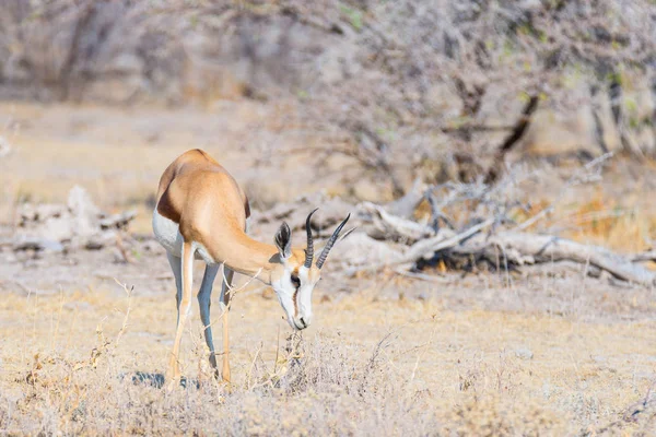 Springbok al pascolo nel cespuglio. Safari naturalistico nel Parco Nazionale di Etosha, famosa destinazione turistica in Namibia, Africa . — Foto Stock