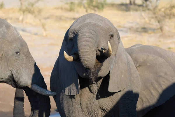 Primer plano y retrato de un joven elefante africano bebiendo del abrevadero. Safari de Vida Silvestre en el Parque Nacional Chobe, destino de viaje en Botswana, África . — Foto de Stock