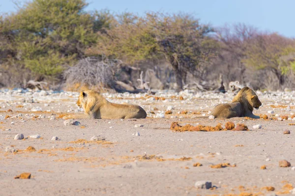 Couple of Lions lying down on the ground in the bush. Wildlife safari in the Etosha National Park, main tourist attraction in Namibia, Africa.