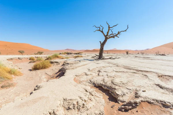 風光明媚なソーサス フライ、Deadvlei、粘土と雄大な砂丘に囲まれた編組のアカシアの木が付いている塩鍋。ナミブ国立ウクルフトパ、主な観光スポット、ナミブで旅行先 — ストック写真