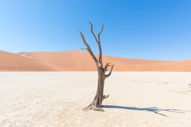 Doğal Sossusvlei ve Deadvlei, kil ve görkemli kum tepeleri tarafından çevrili örgülü akasya ağaçları ile tuz pan. Namib Naukluft Milli Parkı, ana ziyaretçi cazibe ve Namib seyahat hedef