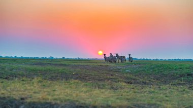 Herd of Zebras walking in the bush in backlight at sunset. Scenic colorful sunlight at the horizon. Wildlife Safari in the african national parks and wildlife reserves. clipart