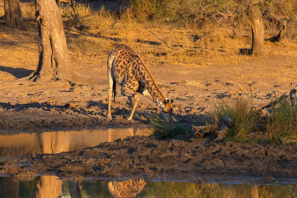 Girafe buvant dans un trou d'eau au coucher du soleil. Wildlife Safari dans le parc national de Mapungubwe, Afrique du Sud. Lumière chaude douce scénique . — Photo