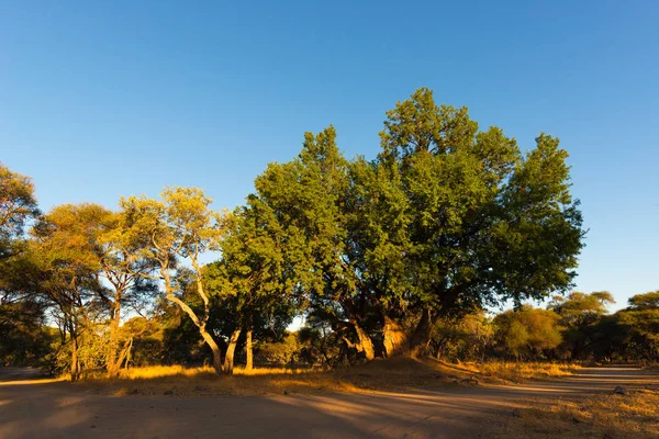 Paisagem panorâmica e colorida com exuberante floresta de acácia verde no Parque Nacional Kruger, famoso destino de viagem na África do Sul . — Fotografia de Stock