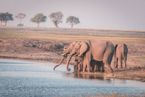 Group of African Elephants drinking water from Chobe River at sunset. Wildlife Safari and boat cruise in the Chobe National Park, Namibia Botswana border, Africa. Toned image.