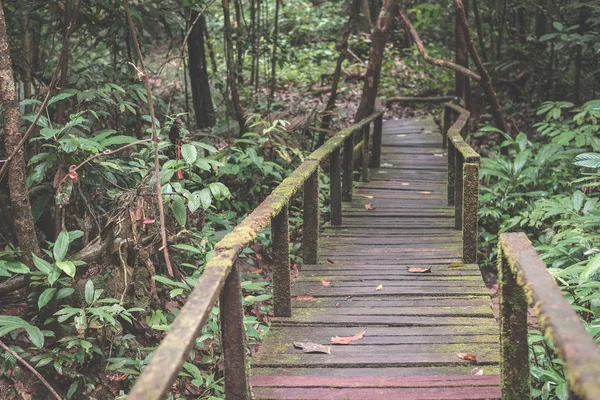 Moss omfattas vandringsled i den täta regnskogen i Kubah National Park, West sarawak, Borneo, Malaysia. Tonad bild. — Stockfoto
