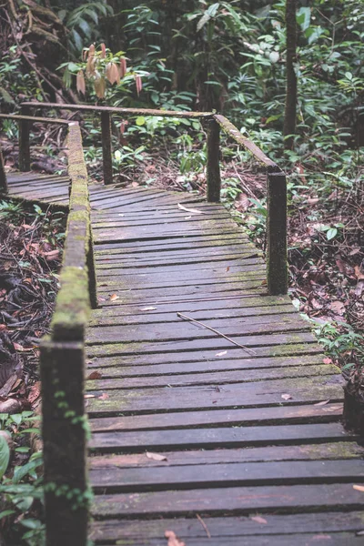 Moss omfattas vandringsled i den täta regnskogen i Kubah National Park, West sarawak, Borneo, Malaysia. Tonad bild. — Stockfoto