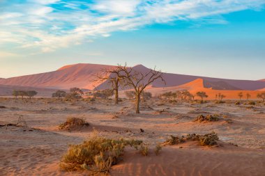 Namib Çölü, roadtrip harika Namib Naukluft Milli Parkı'nda, hedef Namibya, Afrika seyahat. Akasya ağacı ve kırmızı kum tepeleri örgülü. Sabah güneşi, sis ve sis.