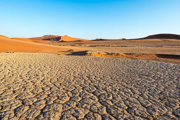 風光明媚なソーサス フライ、Deadvlei、粘土と雄大な砂丘に囲まれた編組のアカシアの木が付いている塩鍋。ナミブ国立ウクルフトパ、主な観光スポット、ナミブで旅行先 — ストック写真