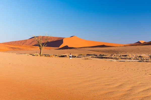 風光明媚なソーサス フライ、Deadvlei、粘土と雄大な砂丘に囲まれた編組のアカシアの木が付いている塩鍋。ナミブ国立ウクルフトパ、主な観光スポット、ナミブで旅行先 — ストック写真