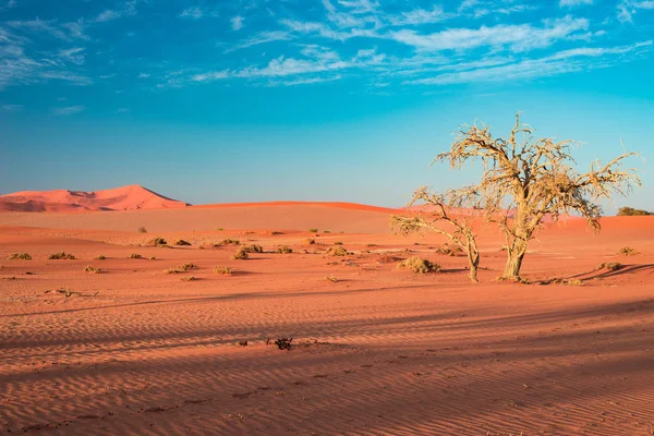 Dunas de arena en el desierto de Namib al amanecer, viaje por carretera en el maravilloso Parque Nacional Namib Naukluft, destino de viaje en Namibia, África. Luz de la mañana, niebla y niebla . — Foto de Stock