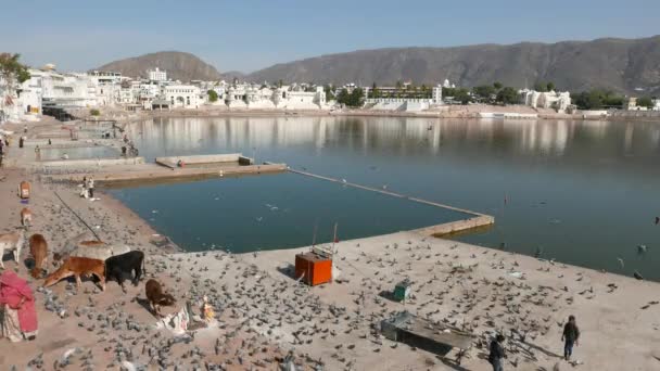 Pushkar, Inde - Février, 2017 : les fidèles aux ghats sacrés sur l'étang d'eau à Pushkar, Rajasthan, Inde, ville sacrée pour les hindous . — Video