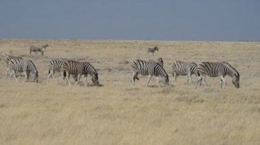 Afrika savana içinde etkin Milli Parkı, Namibya, Afrika yürüyüş zebralar sürüsü.