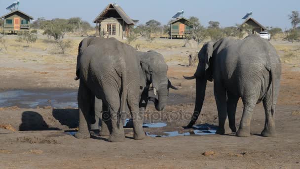 Nata, Botswana - sierpień, 2016: Słonie afrykańskie spotkanie na staw woda wokół domków turystycznych. — Wideo stockowe